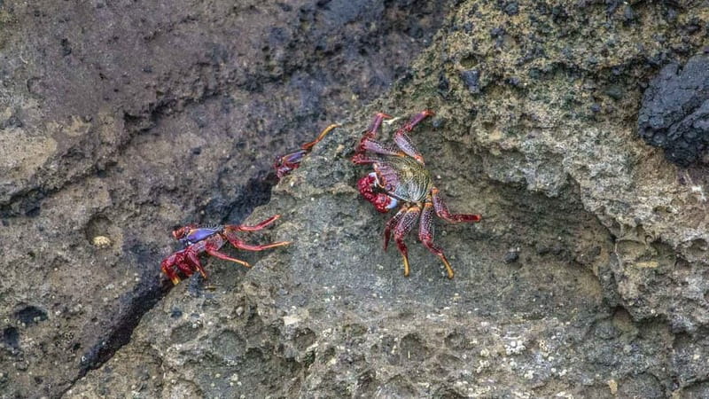 Inside Vila Franca Islet: Guided Nature Reserve Eco Tour - Why Vila Franca Islet is worth your morning