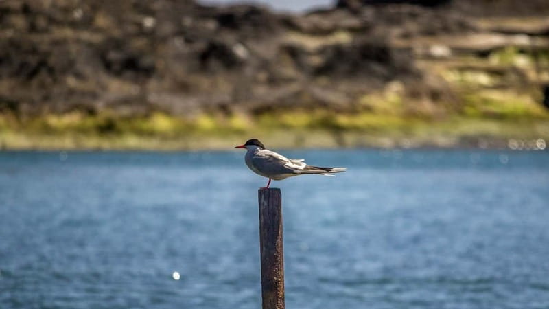 Inside Vila Franca Islet: Guided Nature Reserve Eco Tour - The Zodiac ride across the Atlantic