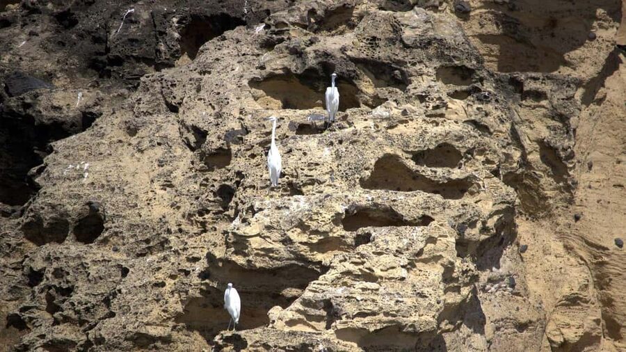Inside Vila Franca Islet: Guided Nature Reserve Eco Tour - When the sea changes the plan