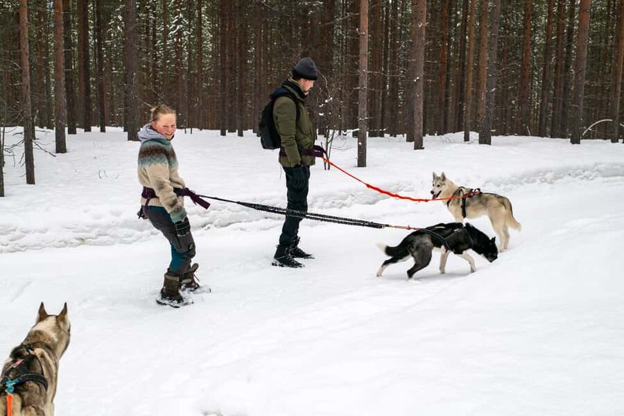 Ivalo - Saariselkä: Husky Walk in the Wilderness - Key points to know before booking