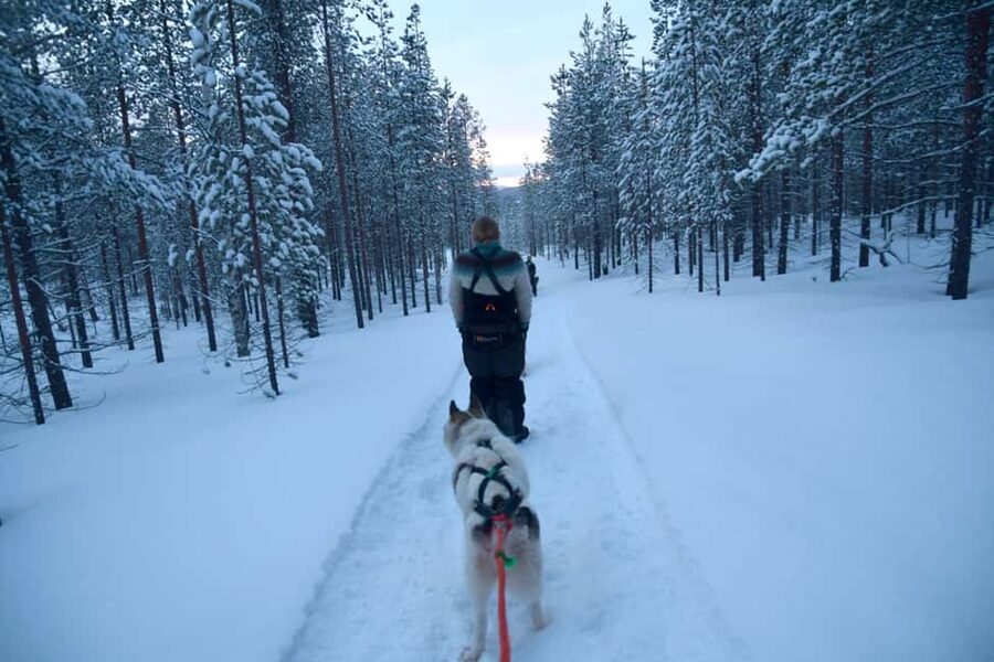 Ivalo - Saariselkä: Husky Walk in the Wilderness - The dogs are the heart of the visit