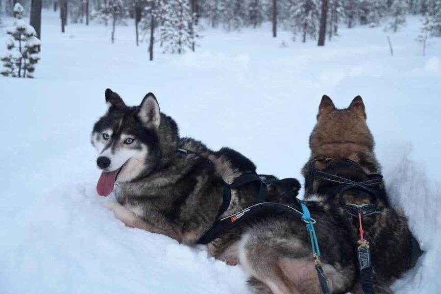 Ivalo - Saariselkä: Husky Walk in the Wilderness - Choosing between the one-hour and two-hour program