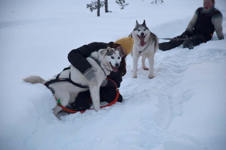Ivalo - Saariselkä: Husky Walk in the Wilderness - What the $116 price includes