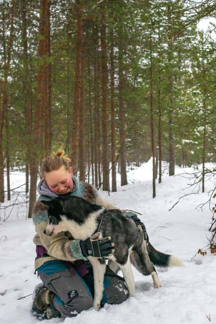 Ivalo - Saariselkä: Husky Walk in the Wilderness - A husky-led walk through the Lapland forest