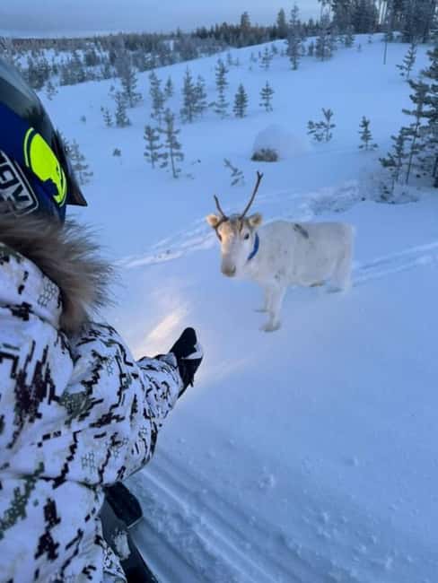 Ivalo: Snowmobile Safari in Hammastunturi Wilderness - Riding through forests, lakes, and open fells