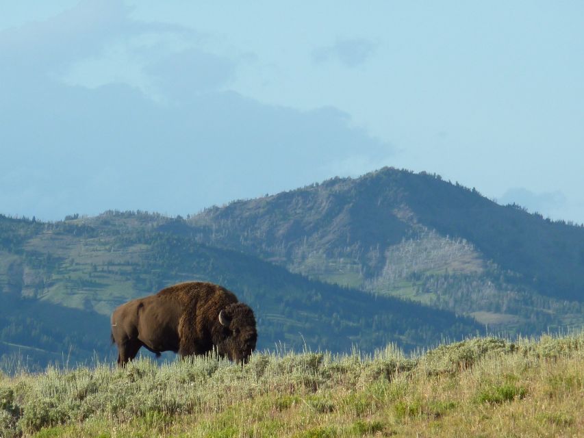 Jackson: 2-Day Yellowstone National Park Tour with Lunches - FAQ