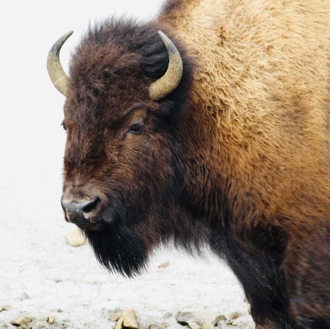 Jackson: 2-Day Yellowstone National Park Tour with Lunches - Day two: wildlife valleys, canyon views, and Lake Yellowstone