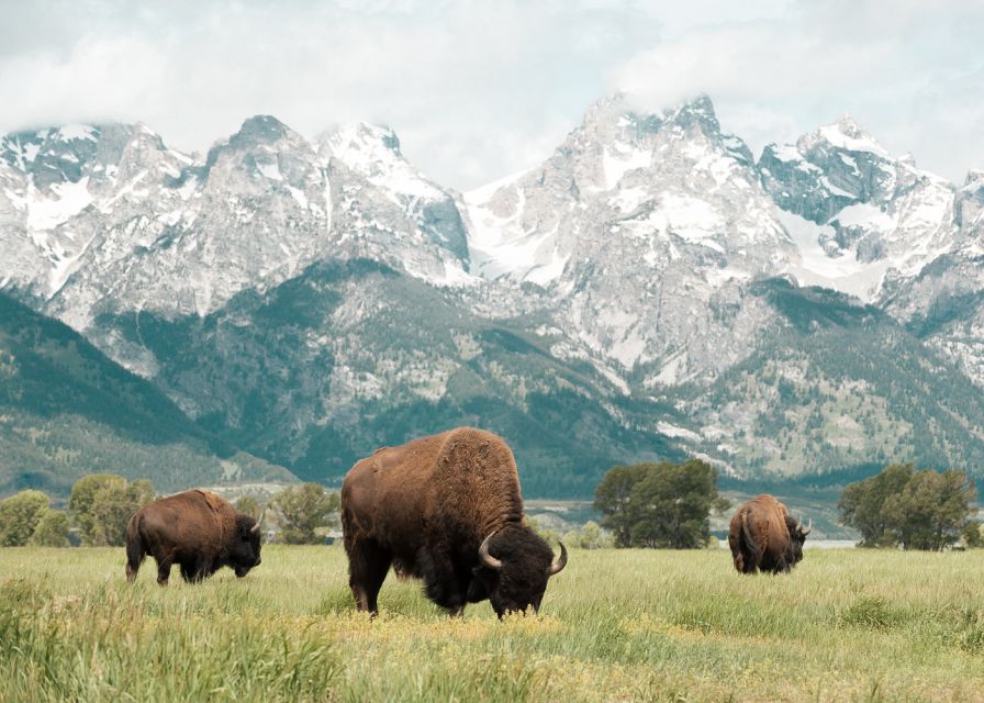 Jackson: Grand Teton National Park Guided Wildlife Tour - Final call on BrushBuck’s Grand Teton safari