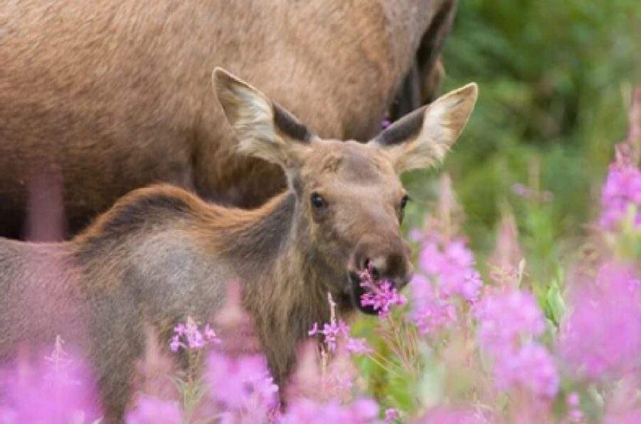 Jackson: Grand Teton National Park Guided Wildlife Tour - Why the first four hours of the day matter