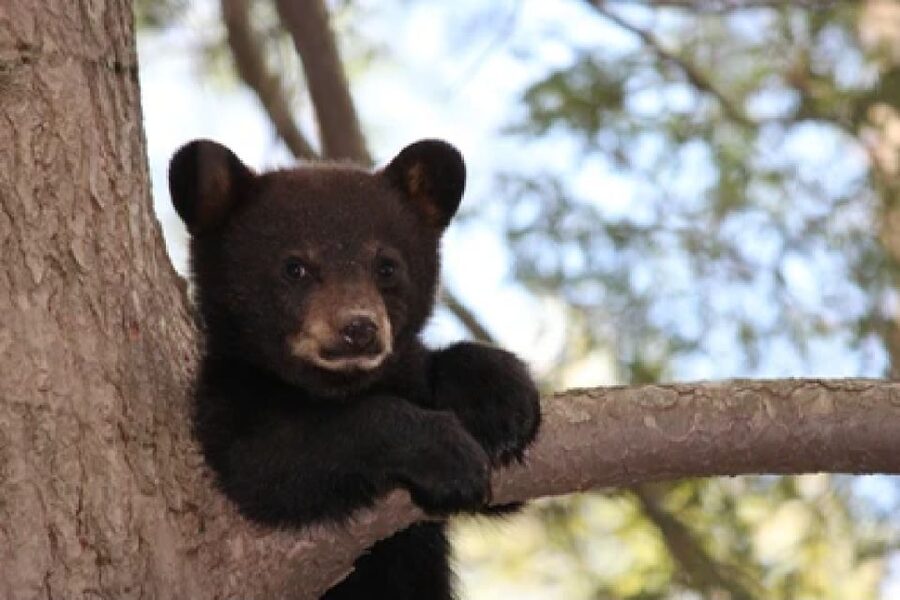 Jackson: Grand Teton National Park Guided Wildlife Tour - Following the animals through Grand Teton