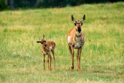 Grand Teton National Park Guided Wildlife Tour