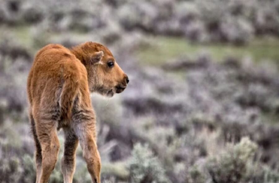 Jackson: Grand Teton National Park Guided Wildlife Tour - The guides are the real value
