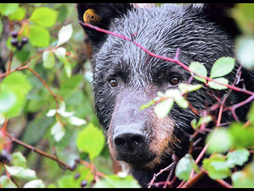 Jackson: Grand Teton National Park Guided Wildlife Tour - Snacks, binoculars, and the small comforts