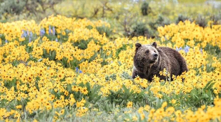 Jackson: Grand Teton National Park Guided Wildlife Tour - Is $159 a fair price?
