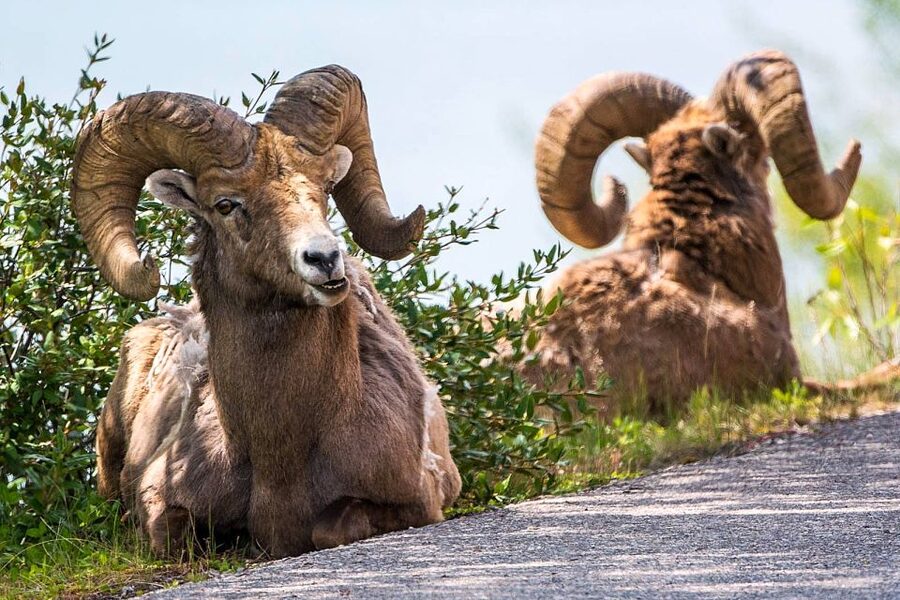 Jasper National Park: Evening or Morning Wildlife Watch Tour - Who should book this outing?