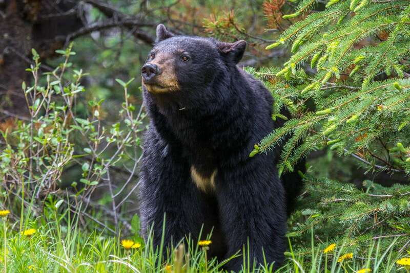 Jasper National Park: Evening or Morning Wildlife Watch Tour - What the Jasper wildlife tour is really like