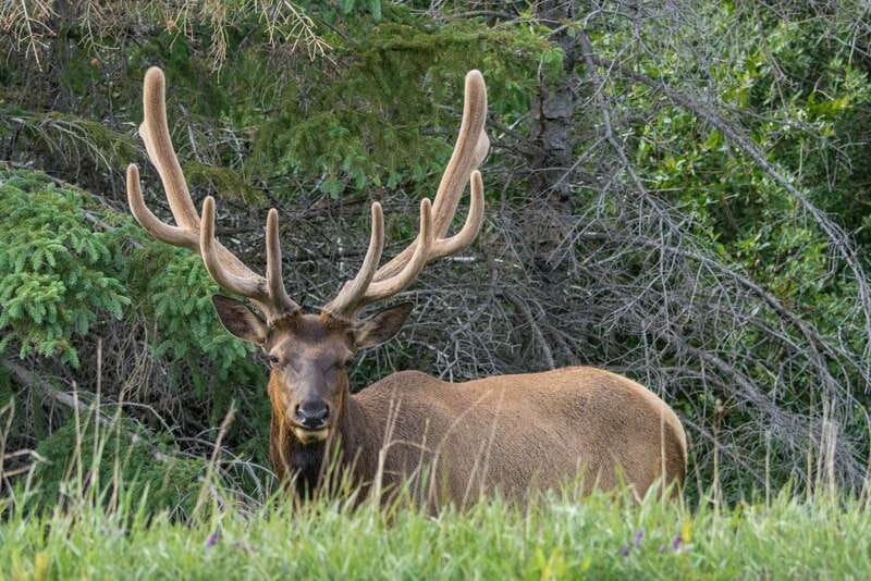 Jasper National Park: Evening or Morning Wildlife Watch Tour - Riding through Jasper’s mountain valley