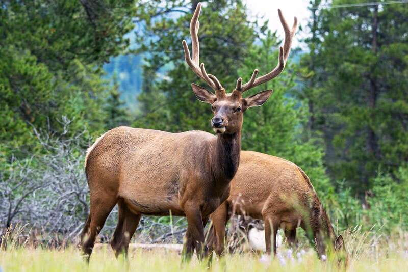 Jasper National Park: Evening or Morning Wildlife Watch Tour - The animals you might see