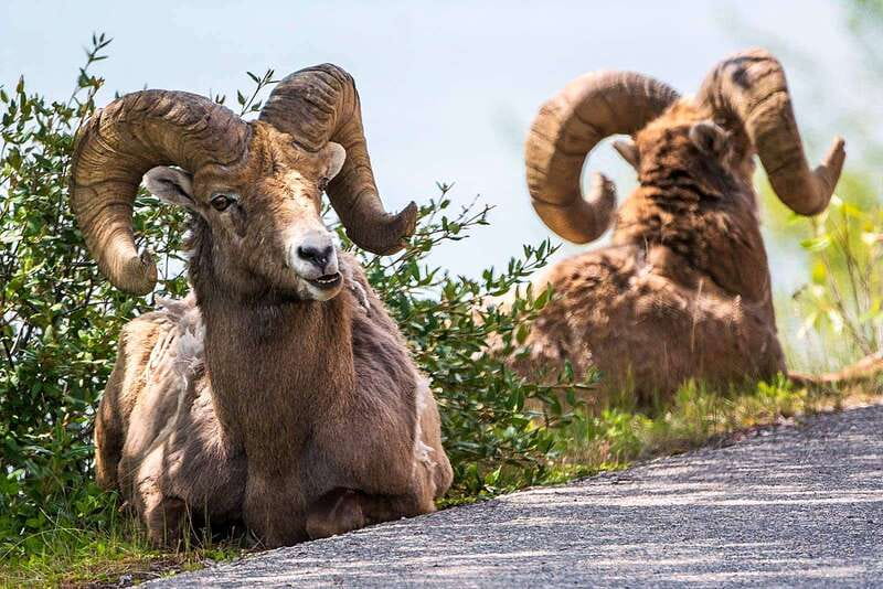 Jasper National Park: Evening or Morning Wildlife Watch Tour - Guides who add real value