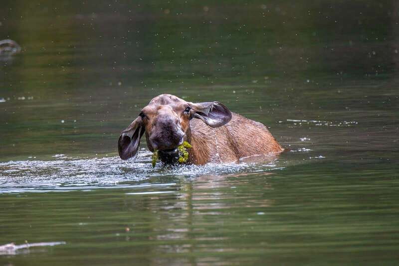 Jasper National Park: Evening or Morning Wildlife Watch Tour - Photography and viewing etiquette