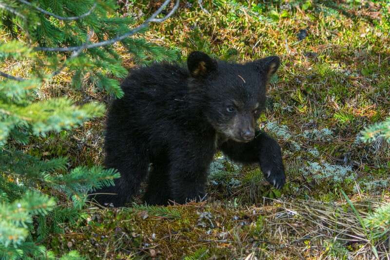 Jasper National Park: Evening or Morning Wildlife Watch Tour - Morning or evening: choosing the better departure