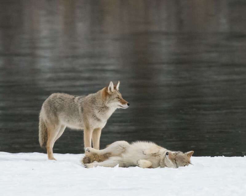 Jasper: Winter Wildlife Bus Tour in Jasper National Park - Key points to know before booking