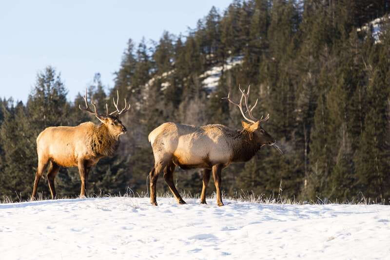 Jasper: Winter Wildlife Bus Tour in Jasper National Park - A warm way to meet Jasper in winter