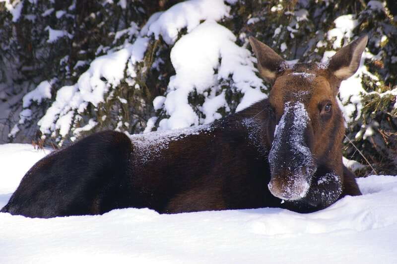 Jasper: Winter Wildlife Bus Tour in Jasper National Park - Searching the Athabasca Valley for movement