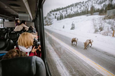 Jasper: Winter Wildlife Bus Tour in Jasper National Park
