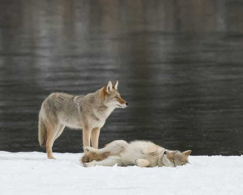 Jasper: Winter Wildlife Bus Tour in Jasper National Park - Scenic stops that break up the drive