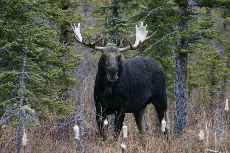 Jasper: Winter Wildlife Bus Tour in Jasper National Park - The guides make the difference