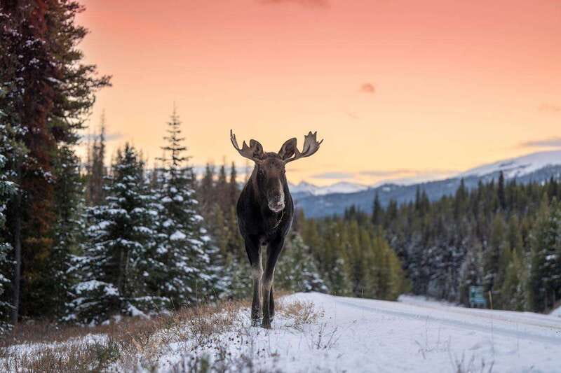 Jasper: Winter Wildlife Bus Tour in Jasper National Park - What wildlife can you realistically expect?