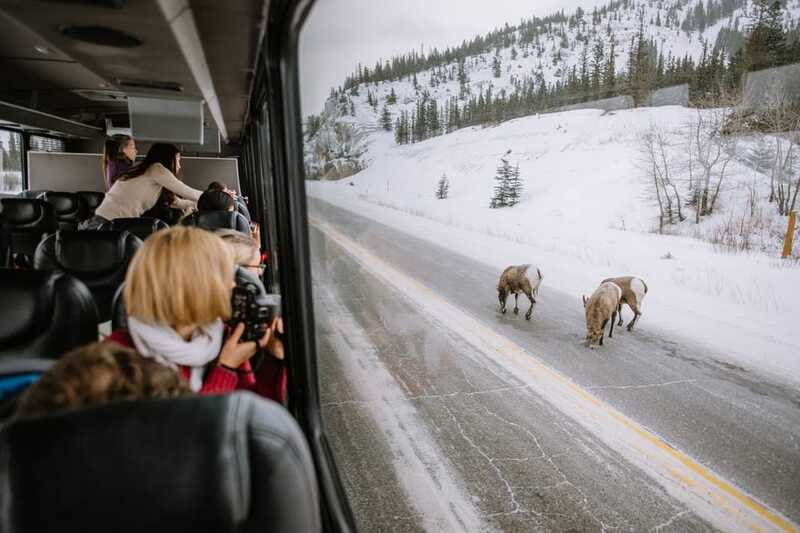 Jasper: Winter Wildlife Bus Tour in Jasper National Park - Why the small group matters