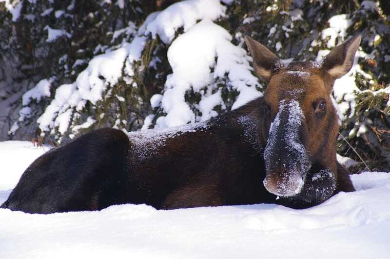 Jasper: Winter Wildlife Bus Tour in Jasper National Park - Is $62 a fair price?