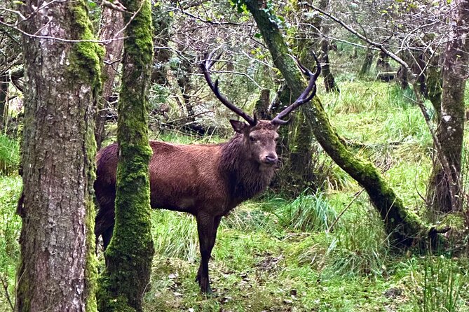 Jaunting Car Tour in Killarney National Park - What the $66.54 price buys you