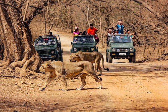 Jeep Safari - Gir National Park, Gujarat, India - Key points to know before booking