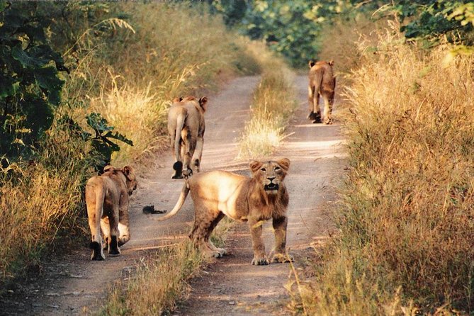 Jeep Safari - Gir National Park, Gujarat, India - Starting at Hotel Annapurna in Sasan Gir