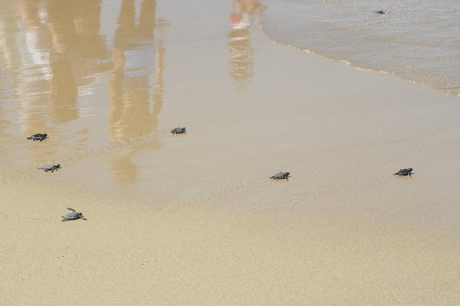Jeep Safari to Akamas National Park: Avakas Gorge Tour from Paphos - Lara Bay and the turtle conservation station