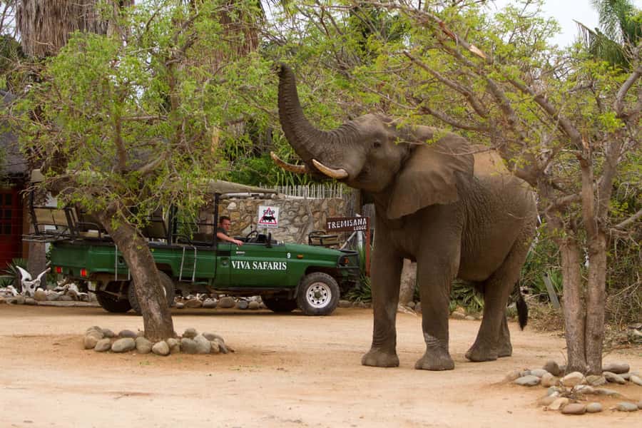 Johannesburg: 4-Day Classic Kruger National Park Safari - Why this safari offers more than a standard game drive