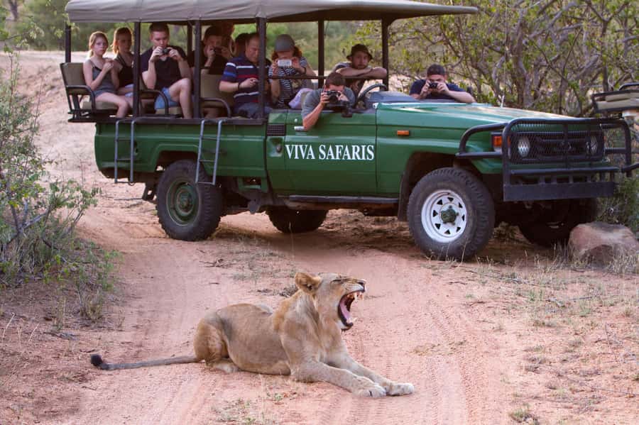 Johannesburg: 4-Day Classic Kruger National Park Safari - Day three: Open plains and predators in Kruger