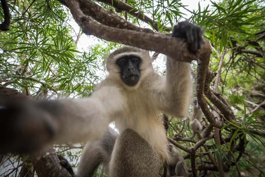 Johannesburg: 4-Day Classic Kruger National Park Safari - Vehicles, guides, and the small-group setup