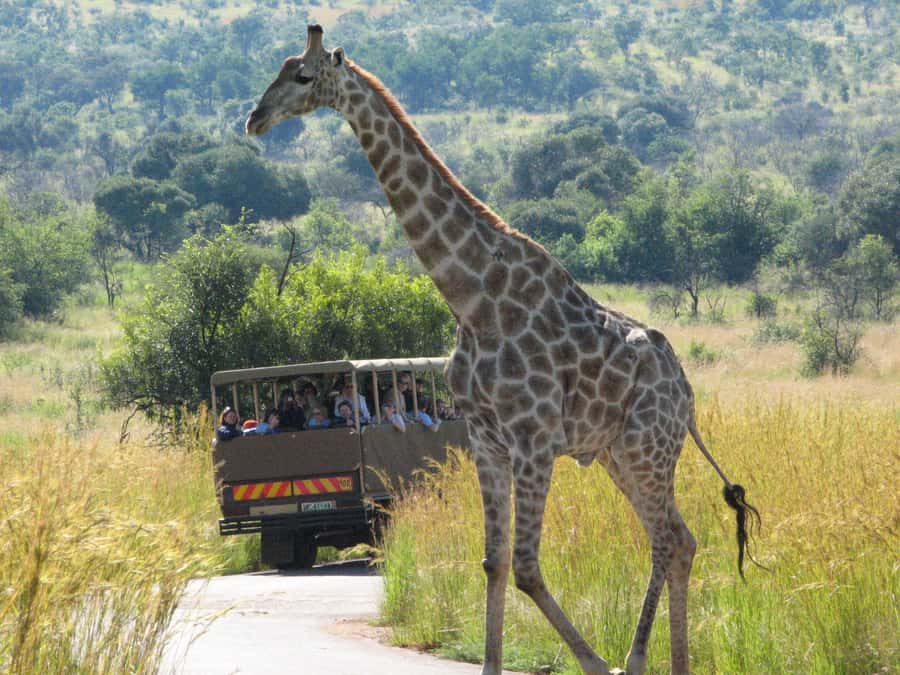 Johannesburg: Full Day Sun City & Pilanesberg Nature Reserve - Key points to know before booking