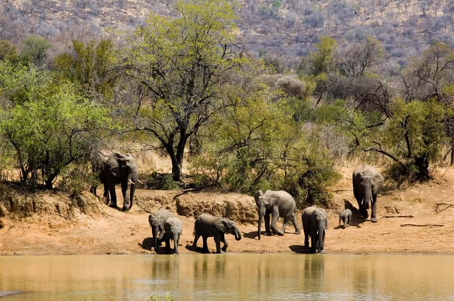 Johannesburg: Full Day Sun City & Pilanesberg Nature Reserve - Three hours looking for the Big Five