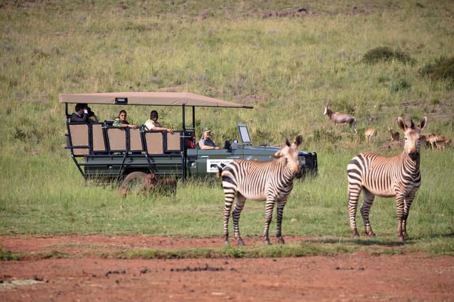Johannesburg: Rhino and Lion Nature Reserve Safari - Key points before you book