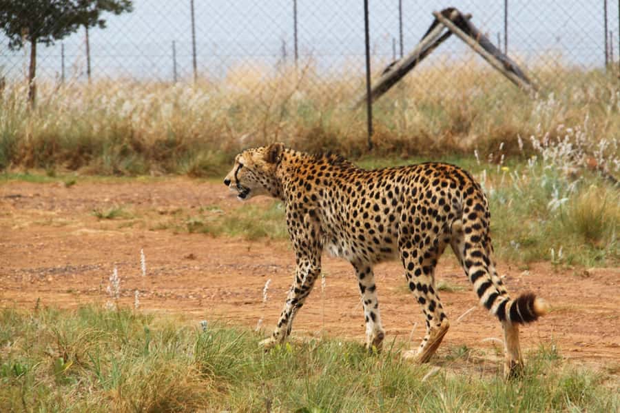 Johannesburg: Rhino and Lion Nature Reserve Safari - Arriving at Bothongo Rhino & Lion Nature Reserve