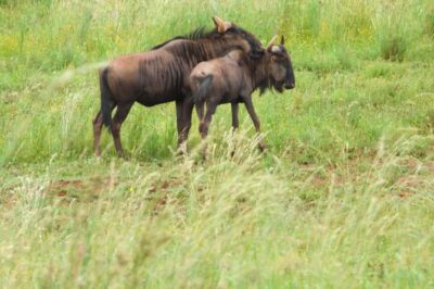 Rhino and Lion Nature Reserve Safari