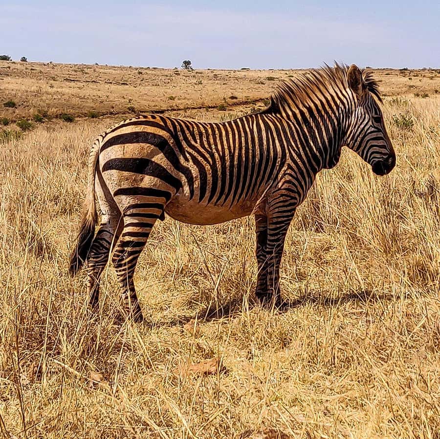 Johannesburg: Rhino and Lion Nature Reserve Safari - The open-vehicle experience