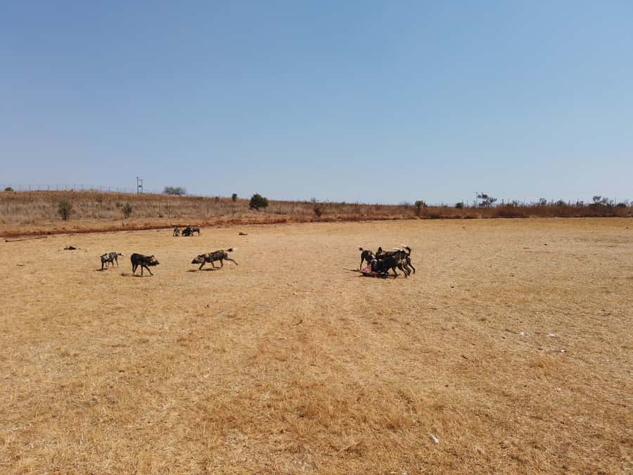 Johannesburg: Rhino and Lion Nature Reserve Safari - Time after the drive
