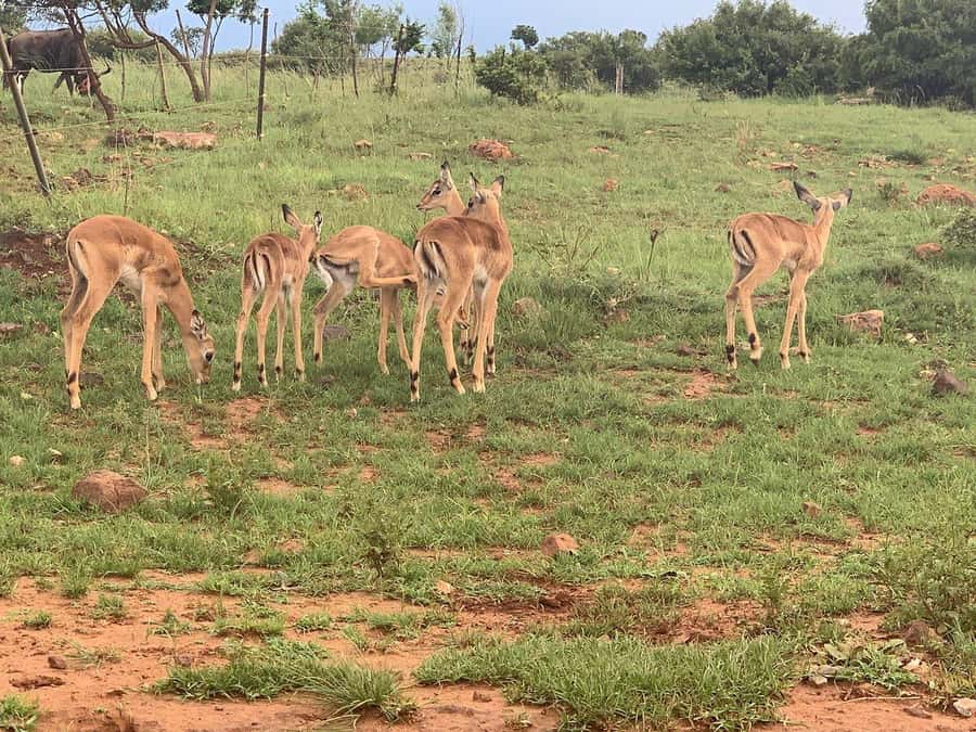 Johannesburg: Rhino and Lion Nature Reserve Safari - Who should book this experience?