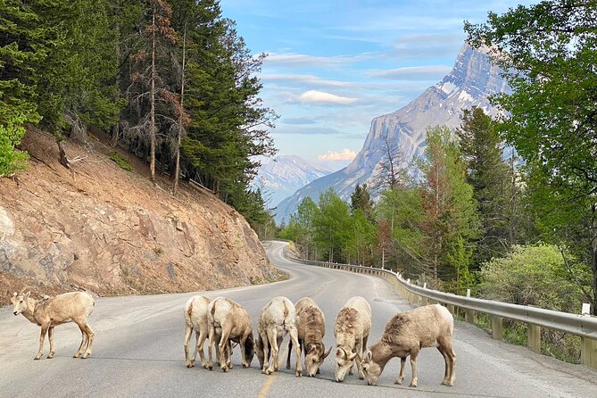 Johnston Canyon, Lake Louise & Banff: Small-Group Day Tour - What the guides add to the day
